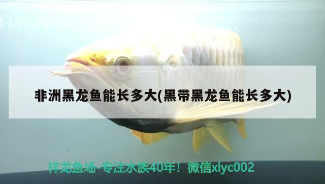 龍魚嘴巴一張一合是正常行為嗎？（龍魚嘴巴一張一合是怎么回事？）