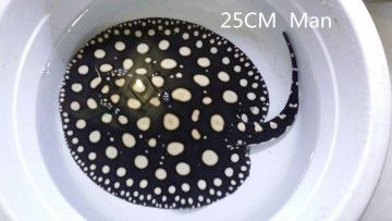 鑒別純血皇冠黑白魟魚的起源和特點黑白魟魚的區別：如何挑選純血皇冠黑白魟魚