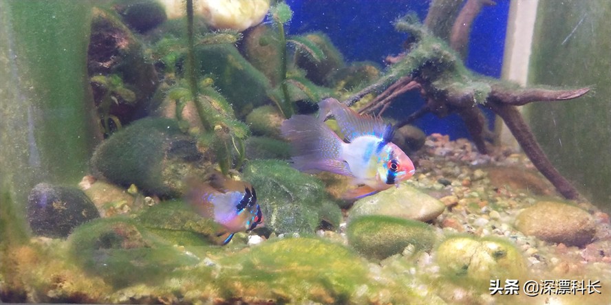 1米的魚(yú)缸放多少慶大霉素：1米的魚(yú)缸放10支慶大霉素合適嗎