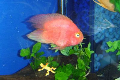 1米的魚(yú)缸放多少慶大霉素：1米的魚(yú)缸放10支慶大霉素合適嗎