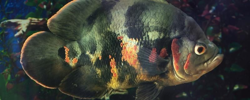 龍魚水霉病怎么治vs祥龍魚場：如何治療龍魚水霉病