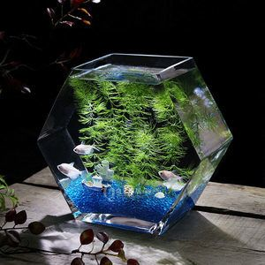 大魚缸改造成斗魚缸好不好用：大魚缸改造成斗魚缸的一個主要優(yōu)點是提供了更大的活動空間
