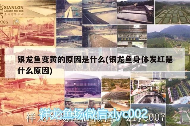銀龍魚變黃的原因是什么(銀龍魚身體發紅是什么原因)