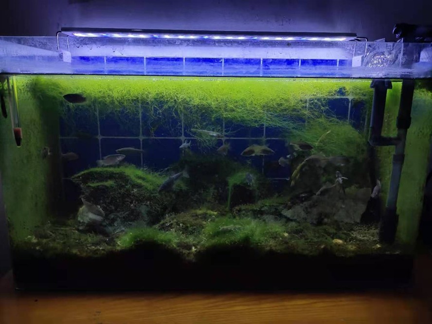 0.8米魚缸一次加多少鹽：如何計算魚缸加鹽的量