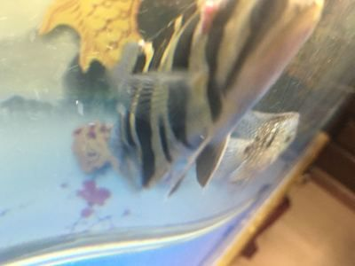 虎魚身上長白疙瘩怎么辦：虎魚身上長出了白疙瘩怎么辦 虎魚身上長白疙瘩怎么辦：虎魚身上長出了白疙瘩怎么辦 虎魚百科 第2張