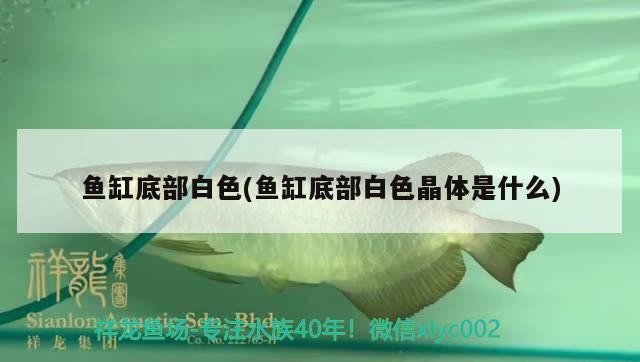 魚缸底部白色(魚缸底部白色晶體是什么) 魟魚百科 第1張 魚缸底部白色(魚缸底部白色晶體是什么) 魚缸底部白色(魚缸底部白色晶體是什么) 魟魚百科 第1張