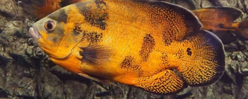 魟魚翻身躺會死嗎：魟魚翻身躺并不一定意味著會死亡但可能是身體出現問題的信號