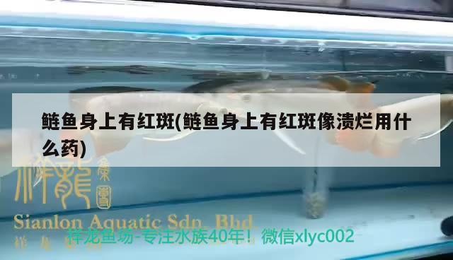 鰱魚身上有紅斑(鰱魚身上有紅斑像潰爛用什么藥)