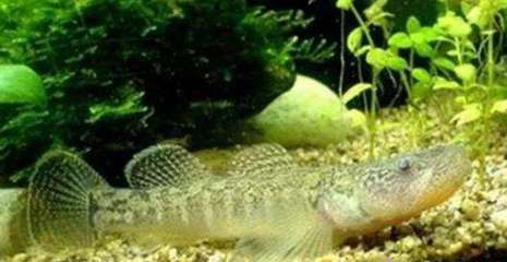 虎魚吃小魚視頻：對不起，由于搜索結果與您的問題時間與您的問題時間不符