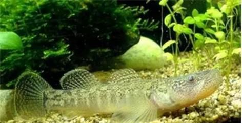 虎魚吃小魚視頻：對不起，由于搜索結果與您的問題時間與您的問題時間不符