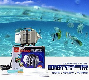 小紅龍魚用什么燈光養