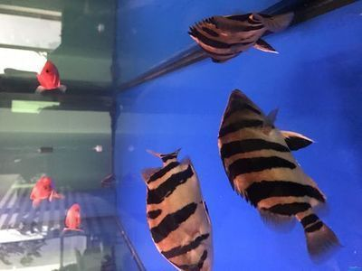 龍魚用什么消炎藥vs祥龍魚場：——龍魚常見疾病及防治祥龍魚場的評價