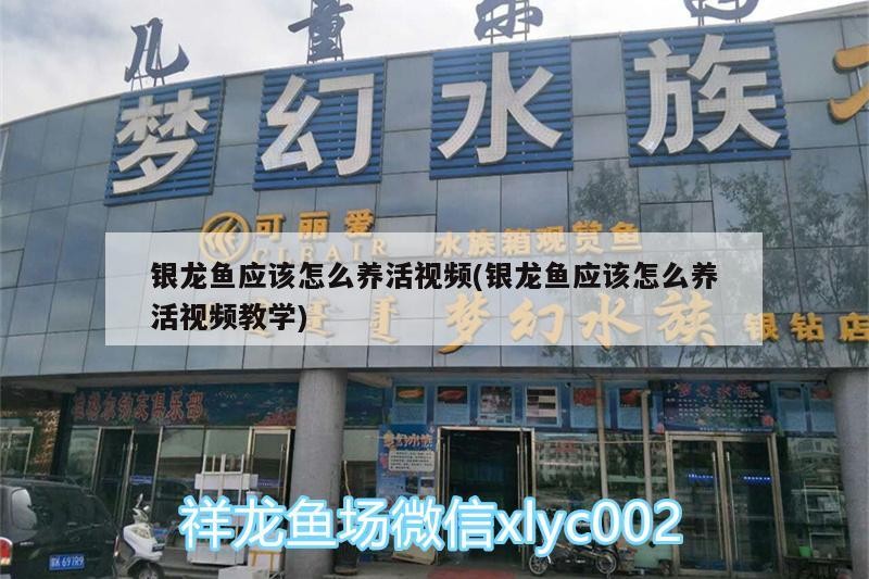 銀龍魚應(yīng)該怎么養(yǎng)活視頻(銀龍魚應(yīng)該怎么養(yǎng)活視頻教學(xué))