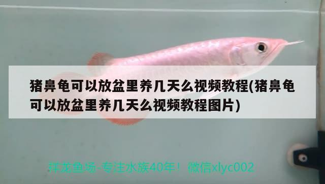 豬鼻龜可以放盆里養(yǎng)幾天么視頻教程(豬鼻龜可以放盆里養(yǎng)幾天么視頻教程圖片)