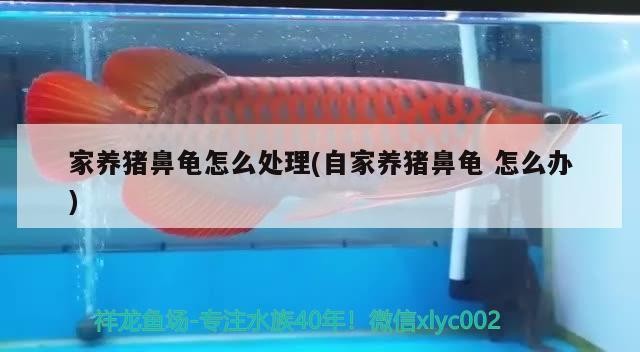 家養豬鼻龜怎么處理(自家養豬鼻龜怎么辦)