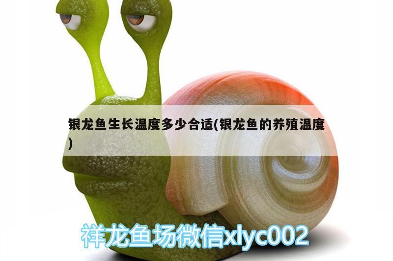 銀龍魚生長溫度多少合適(銀龍魚的養殖溫度)