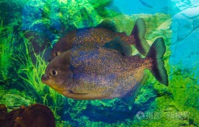 虎魚照片：虎魚照片：您可以在以下網站找到虎魚相關的高清照片