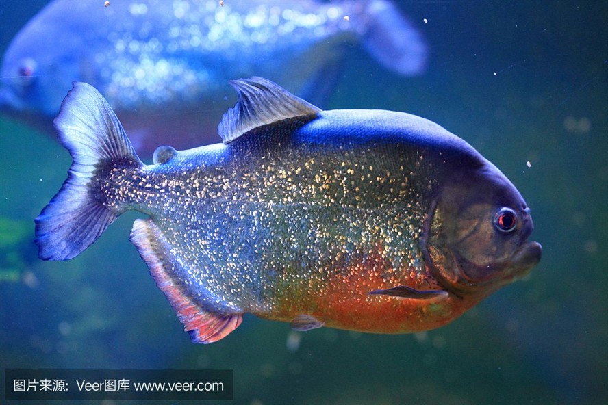 虎魚照片：虎魚照片：您可以在以下網站找到虎魚相關的高清照片