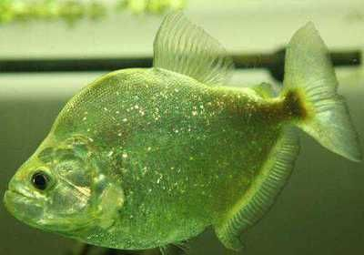 虎魚(yú)適應(yīng)溫度多少：虎魚(yú)適應(yīng)溫度多少，飼養(yǎng)者應(yīng)考慮