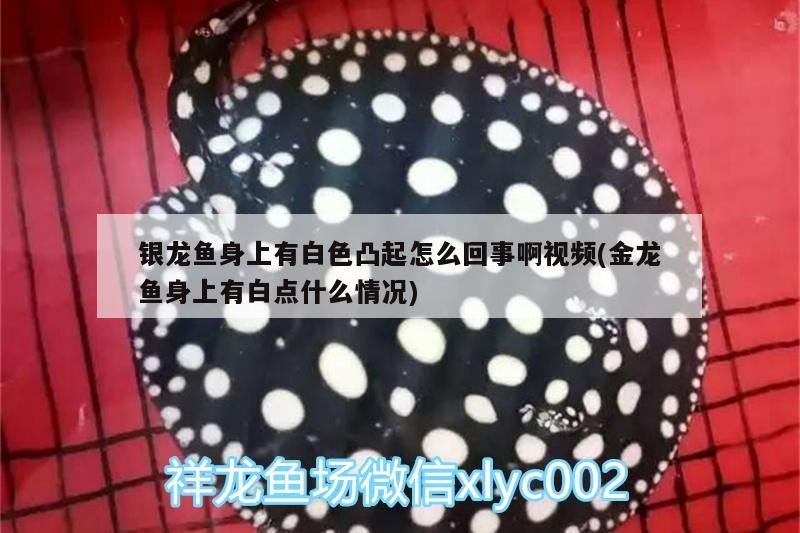銀龍魚身上有白色凸起怎么回事啊視頻(金龍魚身上有白點什么情況)