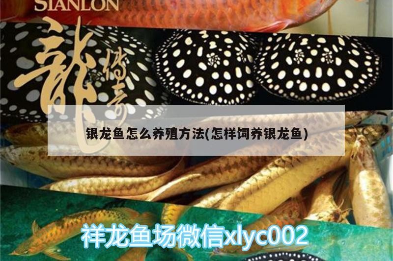 銀龍魚怎么養殖方法(怎樣飼養銀龍魚)