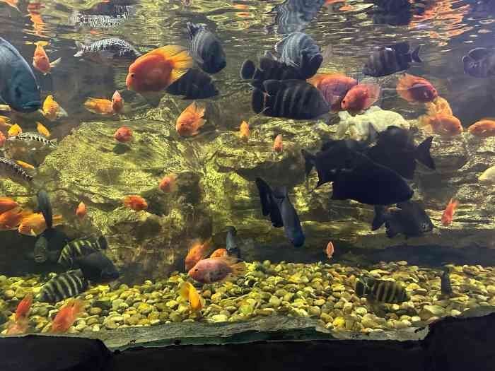 無錫水族館vs祥龍魚場（無錫水族館與祥龍魚場之間的差異之前，我們需要明確兩者的基本信息和特點）