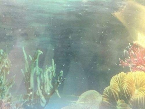 龍魚長白毛棉絮狀vs祥龍魚場：龍魚與棉絮狀長白毛棉絮狀長白毛棉絮狀原因祥龍魚場口碑評價