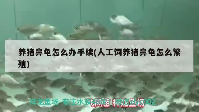養豬鼻龜怎么辦手續(人工飼養豬鼻龜怎么繁殖)