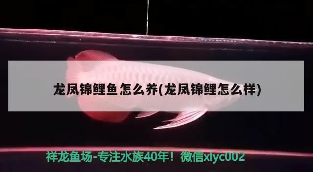 龍魚(yú)壓養(yǎng)能不能養(yǎng)回來(lái)vs祥龍魚(yú)場(chǎng)：祥龍魚(yú)場(chǎng)口碑評(píng)價(jià)，龍魚(yú)飼養(yǎng)技術(shù)要點(diǎn) 龍魚(yú)壓養(yǎng)能不能養(yǎng)回來(lái)vs祥龍魚(yú)場(chǎng)：祥龍魚(yú)場(chǎng)口碑評(píng)價(jià)，龍魚(yú)飼養(yǎng)技術(shù)要點(diǎn) vs祥龍魚(yú)場(chǎng) 第3張
