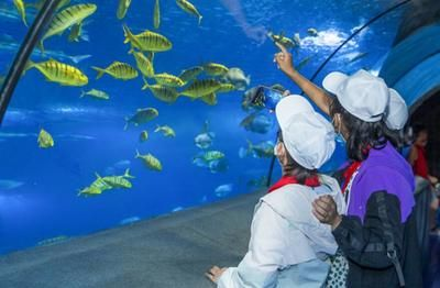 和田水族館vs祥龍魚場（和田水族館與祥龍魚場之間的差異之前，我們需要明確兩者的業(yè)務和特點）