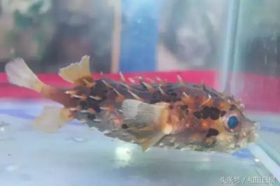 和田水族館vs祥龍魚場（和田水族館與祥龍魚場之間的差異之前，我們需要明確兩者的業(yè)務和特點）