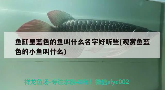 魚缸里藍(lán)色的魚叫什么名字好聽(tīng)些(觀賞魚藍(lán)色的小魚叫什么)