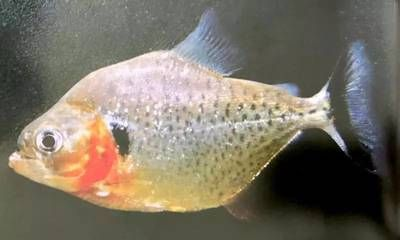 虎魚身上的黑點能去除么圖片：虎魚身上的黑點可能由多種原因引起