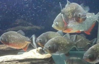 虎魚身上的黑點能去除么圖片：虎魚身上的黑點可能由多種原因引起