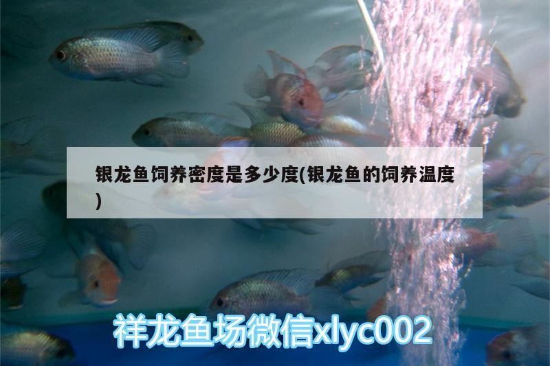 銀龍魚飼養密度是多少度(銀龍魚的飼養溫度)