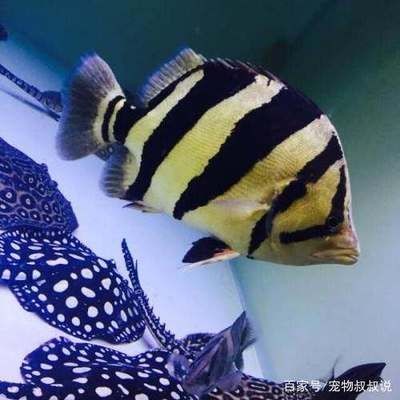 虎魚一年可以長多大了：關于虎魚一年能長多大的詳細信息