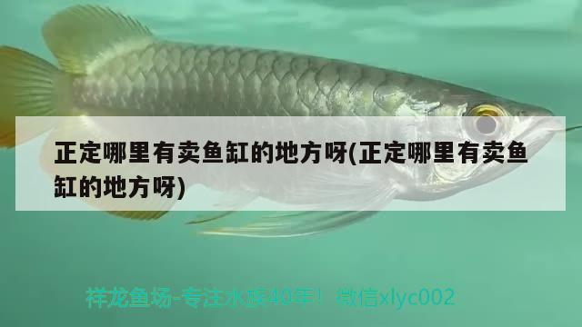正定哪里有賣魚缸的地方呀(正定哪里有賣魚缸的地方呀)
