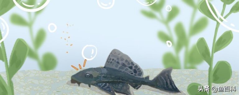 魚缸背景圖高清大圖大全（魚缸背景圖高清大圖大全圖片）