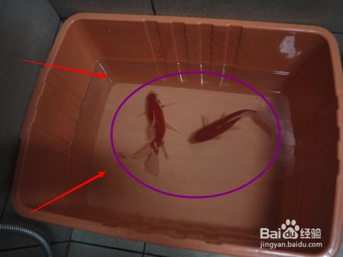 魚缸用純凈水養魚可以嗎，如何自制適合養魚的水養魚用水硬度調節方法