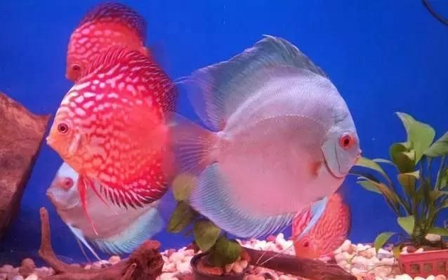 魚缸用純凈水養魚可以嗎，如何自制適合養魚的水養魚用水硬度調節方法