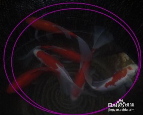 魚缸用純凈水養魚可以嗎，如何自制適合養魚的水養魚用水硬度調節方法