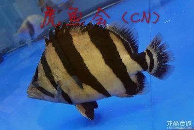 虎魚怎么看包肚包脖圖解:判斷虎魚是否具有“包肚包脖”的特征是一項重要的選擇標準 虎魚百科 第1張 虎魚怎么看包肚包脖圖解:判斷虎魚是否具有“包肚包脖”的特征是一項重要的選擇標準 虎魚怎么看包肚包脖圖解:判斷虎魚是否具有“包肚包脖”的特征是一項重要的選擇標準 虎魚百科 第1張
