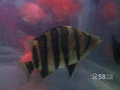 虎魚怎么看包肚包脖圖解：判斷虎魚是否具有“包肚包脖”的特征是一項重要的選擇標準 虎魚怎么看包肚包脖圖解：判斷虎魚是否具有“包肚包脖”的特征是一項重要的選擇標準 虎魚百科 第3張