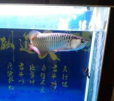 金龍魚和虎魚關燈就打架怎么辦 金龍魚和虎魚關燈就打架怎么辦 虎魚百科 第3張