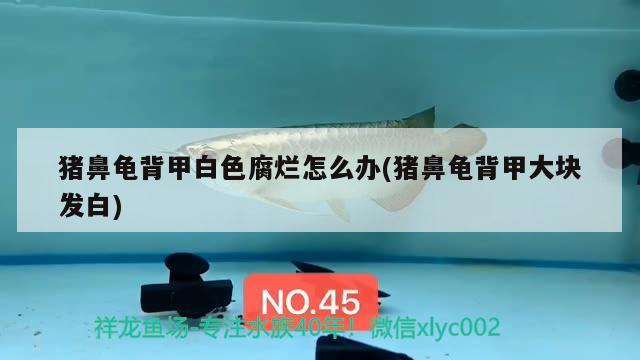 豬鼻龜背甲白色腐爛怎么辦(豬鼻龜背甲大塊發白)