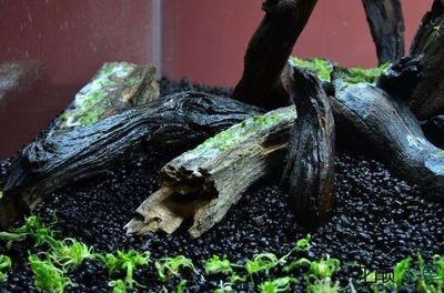 大魚缸水草種植方法：大魚缸水草種植方法和注意事項
