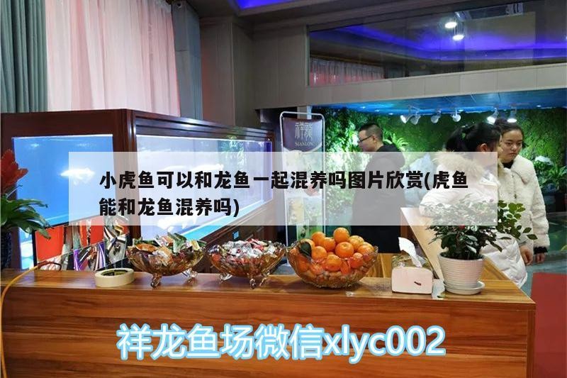 小虎魚可以和龍魚一起混養嗎圖片欣賞(虎魚能和龍魚混養嗎)