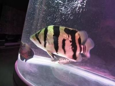 虎魚身上長膿包傳染嗎：關于虎魚身上長膿包傳染的問題
