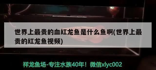 最貴的血紅龍魚：世界上最貴的血紅龍魚價格分析