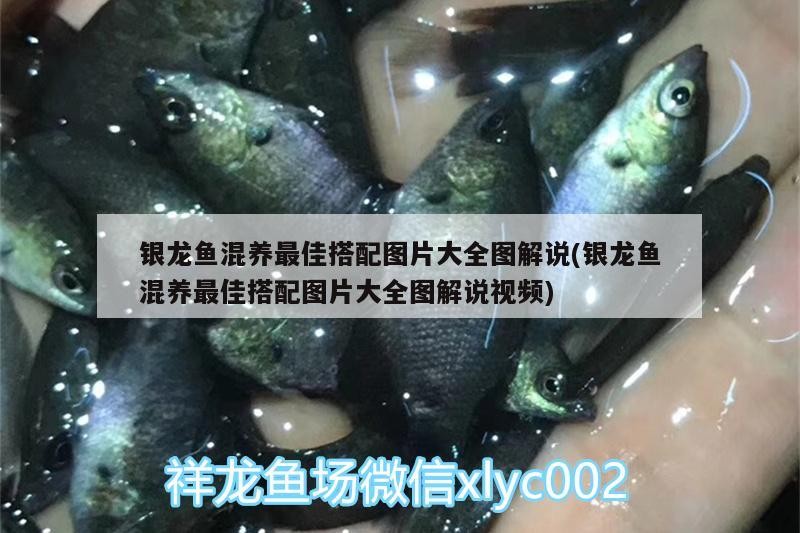 銀龍魚混養最佳搭配圖片大全圖解說(銀龍魚混養最佳搭配圖片大全圖解說視頻)